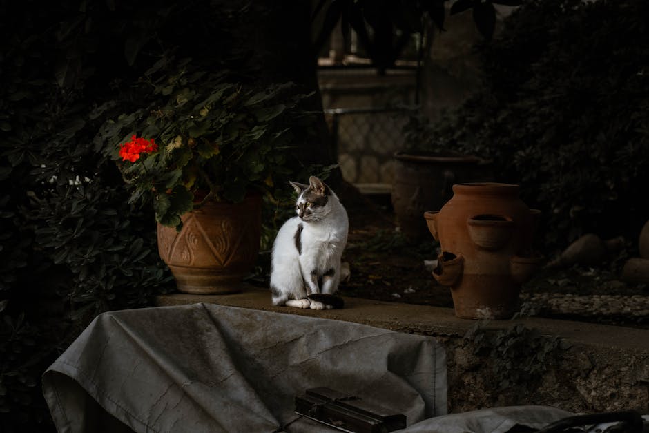  Katze Schwangerschaft Zeitpunkt