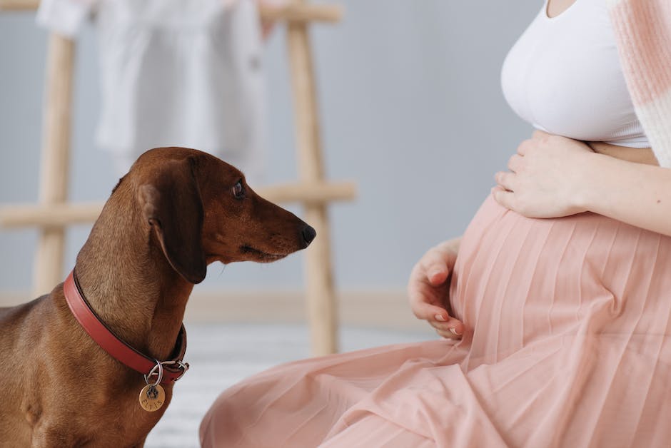 Hundeschwangerschaftsdauer